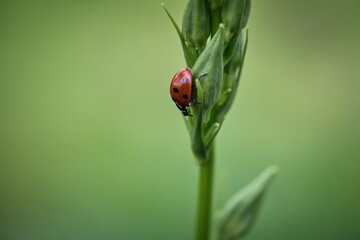 ladybug in the garden on green leaf