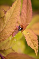 ladybug on orange leaf plant