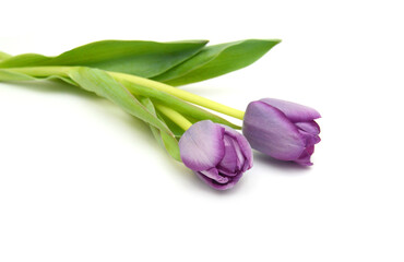 Colorful tulip flowers  isolated on white 