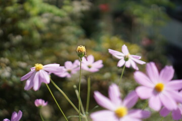 Cosmos blooming beautifully in autumn