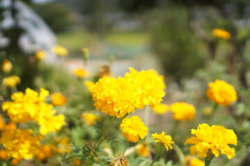 Marigolds blooming beautifully in autumn