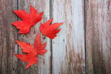 Naklejka na ściany i meble dry red maple leaves on a wooden background