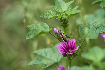 初夏のウスベニアオイの花に蜜を求めて訪れるハチ