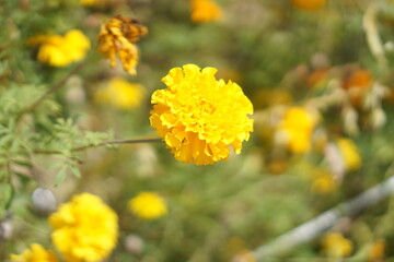 Marigolds blooming beautifully in autumn