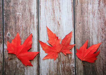 dry red maple leaves on a wooden background