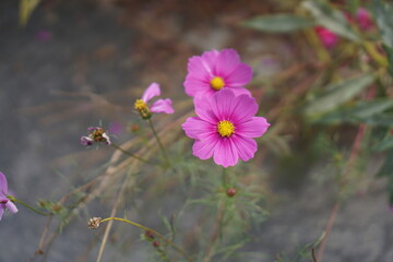Cosmos blooming beautifully in autumn