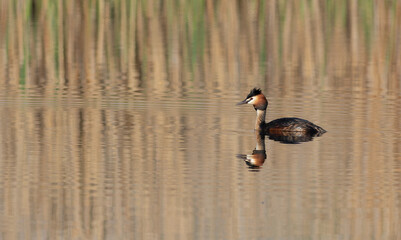 Great crested grebe, Podiceps cristatus. A bird floats on a river, pond, lake