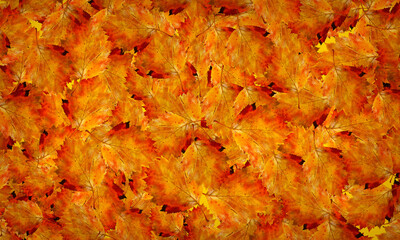 Autumn. background of autumn leaves.