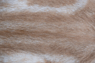 Close up hair orange tabby cat texture for background.