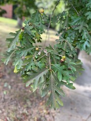 Close up of an oak tree branch with acorns and a shallow depth of field