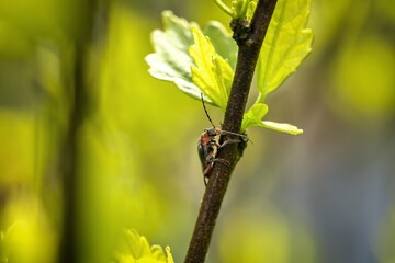 orange-black beetle climbing on a plant branch