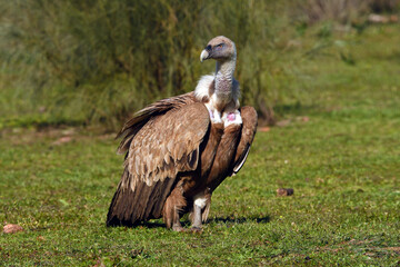 Griffon vulture // Gänsegeier (Gyps fulvus)
