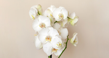 Naklejka na ściany i meble Blossoming white phalaenopsis orchid against pastel neutral colored background, wide panorama