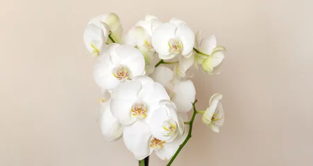 Deurstickers Blossoming white phalaenopsis orchid against pastel neutral colored background, wide panorama © Freelancer