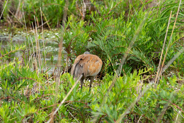 Obraz premium Sandhill cranes foraging for food in Long Point Provincial park Canada