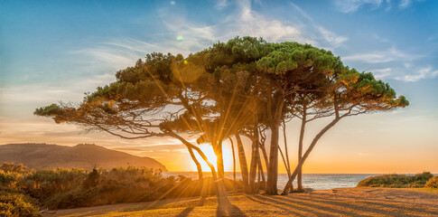 Amazing landscape - panorama of Baratti Bay at sunset. The sun's rays pass through a beautiful group of pine trees on the shore against the backdrop of the sunset sky. Italy, Tuscany.