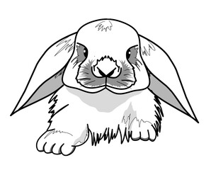 white rabbit with wide ears and thick fur