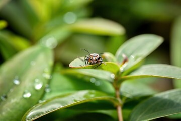 orange-black beetle resting on a green plant leaf, water droplets in the background