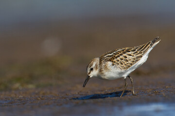 Bird Calidris minuta Little Stint 