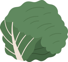 Cabbage vegetable icon. Vector illustration
