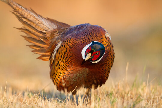 Common pheasant Phasianus colchicus Ring-necked pheasant in natural habitat, autumn time, meadow Poland Europe