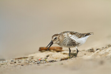 bird - Dunlin Calidris alpina adult migratory bird, shorebird	