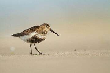 bird - Dunlin Calidris alpina adult migratory bird, shorebird	