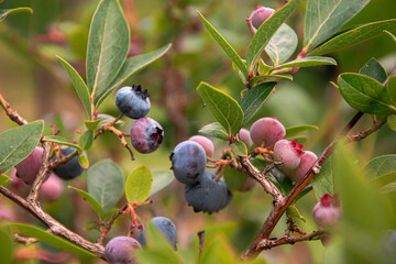 blueberries on a bush