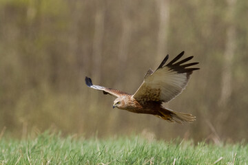Birds of prey - Marsh Harrier male Circus aeruginosus hunting time	Poland Europe