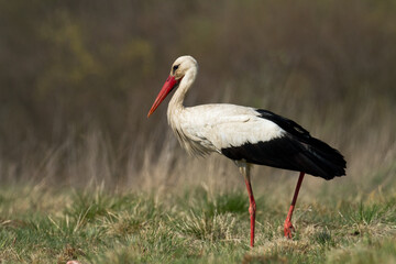 Bird White Stork Ciconia ciconia hunting time early spring in Poland europe
