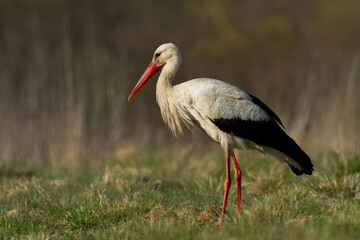 Bird White Stork Ciconia ciconia hunting time early spring in Poland europe
