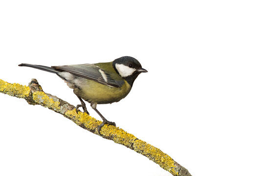 Bird isolated on white background Great Tit Parus major