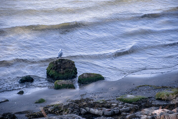 seagull on the beach