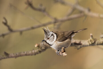 Bird Crested tit Lophophanes cristatus small bird perched on the tree in forest, Poland Europe