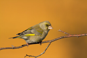 European greenfinch Chloris chloris or common greenfinch songbird winter time orange background