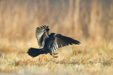 Bird Rook corvus frugilegus landing, black bird in winter time, Poland Europe	