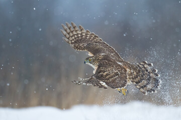 Birds of prey Goshawk Accipiter gentilis juvenile bird hunting time Poland Europe adult male bird flying