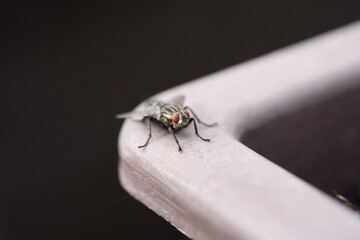 sitting and resting fly 