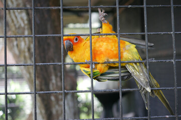 Sun Cornure parrots yellow and green. Parrots are raise