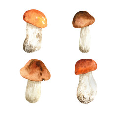 Forest autumn mushroom. Watercolor illustration isolated