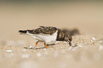 bird - Ruddy Turnstone migratory Arenaria interpres shorebird, migratory bird, Poland Europe Baltic Sea