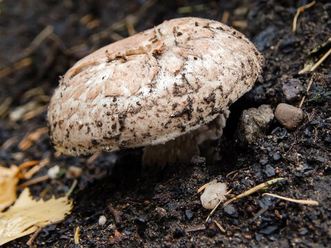 Champignon mushroom grows on the ground