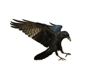 Bird flying raven isolated on white background Corvus corax. Halloween