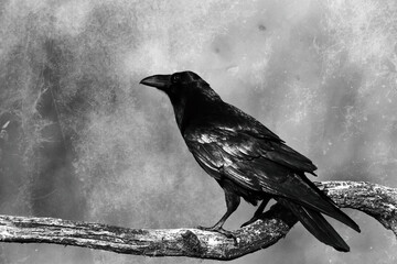 perched Bird Common Raven Corvus corax, dark style big black scary bird, white background, Helloween
