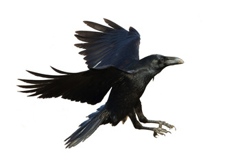 Bird flying raven isolated on white background Corvus corax. Halloween