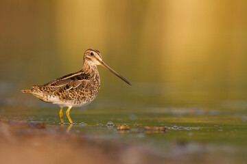 Shore bird Common snipe Gallinago gallinago small bird with long beak, Poland Europe