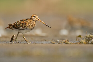 Shore bird Common snipe Gallinago gallinago small bird with long beak, Poland Europe