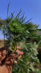 carrot tree in the desert