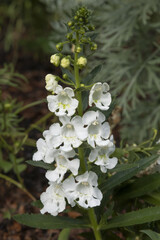 Fleur d'Angelonia angustifolia blanche