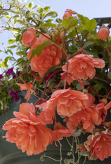 bégonia retombant rose dans une suspension